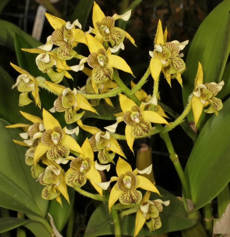 Ready to Flower Size Dendrobium Macrophyllum x Spectabilis