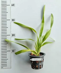 Alternative view of Oncidium Golden Anniversary Blooming Size