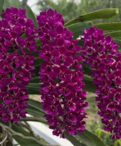 Rhynchostylis Pink Banyen Foxtail Medium Size