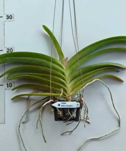 Alternative view of Wilas × Bangkok Blooming Size