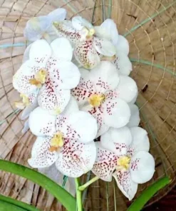 Vanda White Spot Blooming Size