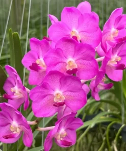 Brighton Sunset x Pine River Blooming Size