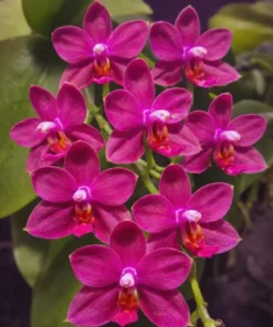 Ready to Flower Size Phalaenopsis violacea ‘Red’