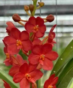 Vanda Lak Si Blooming Size