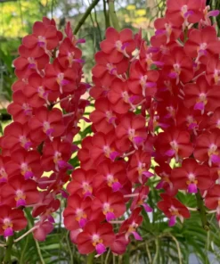 Wilas × Bangkok Blooming Size