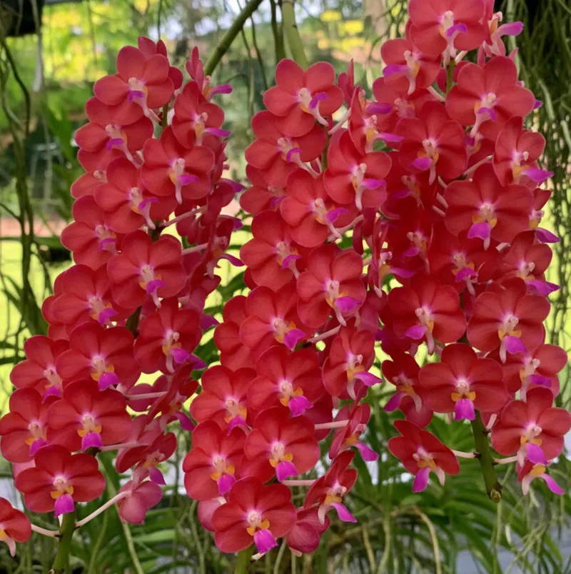 Wilas × Bangkok Blooming Size