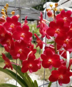 Vanda Lak Si Blooming Size