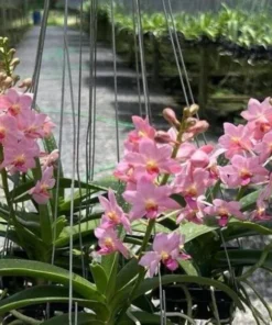 Rhynchostylis Coichi Blooming Size