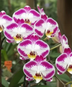 Phalaenopsis Vivida Blooming Size