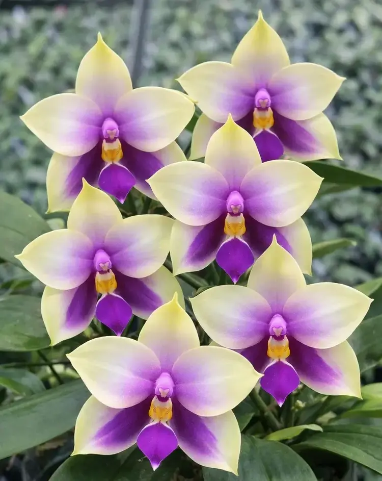 Ready to Flower Size Phalaenopsis bellina ‘Blue’ x Sib