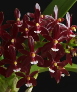Phalaenopsis Cornu Cervi Red x Sib Blooming Size