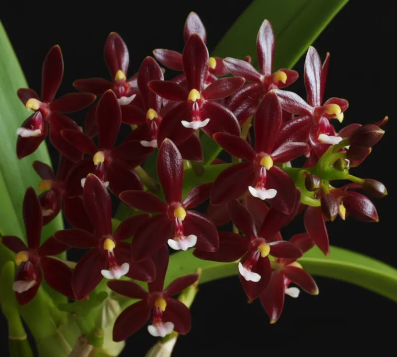 Phalaenopsis Cornu Cervi Red x Sib Blooming Size
