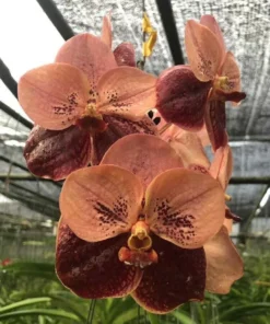 Vanda Twotone Brown Orange Blooming Size
