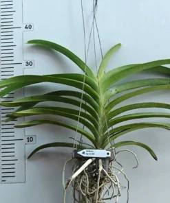 Alternative view of Vanda Big Red 684 Blooming Size