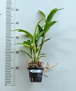 Alternative view of Ready to Flower Size Dendrobium Peach 212