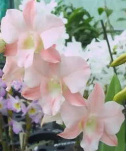 Ready to Flower Size Dendrobium Peach 212