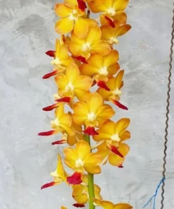 Mem Tianchai x Rhyn Coelestis Blooming Size