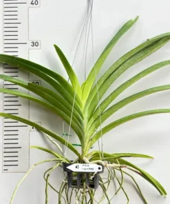 Alternative view of Vanda Siripath Pink Blooming Size