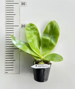 Alternative view of Ready to Flower Size Phalaenopsis bellina ‘Blue’ x Sib