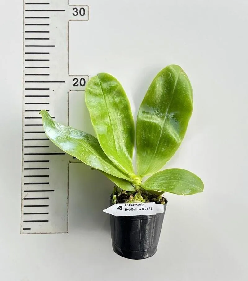 Ready to Flower Size Phalaenopsis bellina ‘Blue’ x Sib - Image 2