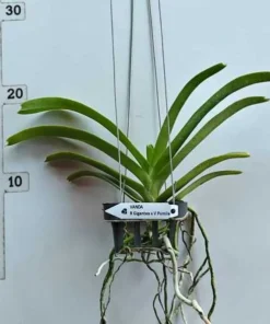 Alternative view of Rhynchostylis Gigantea x Pumila Blooming Size