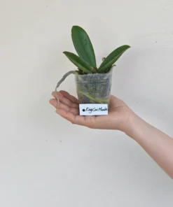 Alternative view of Phalaenopsis King Car Marbles Blooming Size