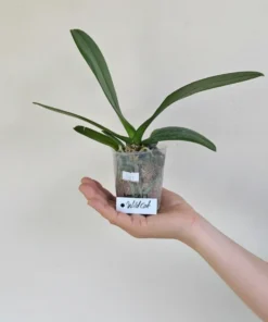 Alternative view of Phalaenopsis Lioulin Wild Cat Blooming Size