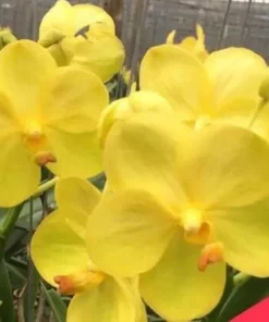 Vanda Bright Yellow 116 Blooming Size