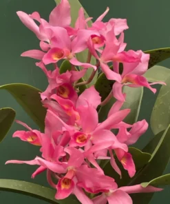 Cattleya Guatemalensis Blooming Size