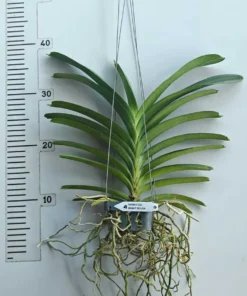 Alternative view of Vanda Bright Yellow 116 Blooming Size