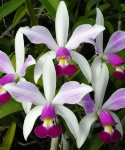 Cattleya Violacea Semi Alba Blooming Size
