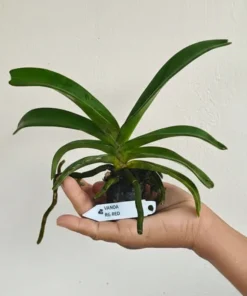 Alternative view of Rhynchostylis Red Foxtail Medium Size