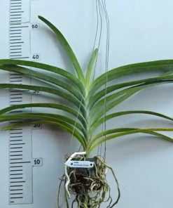 Alternative view of Fuch Sunset × Dr. Anek Blooming Size