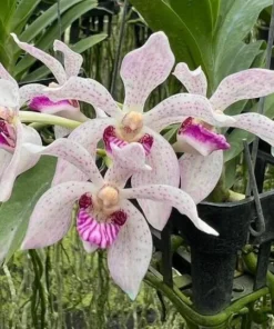 Rhynchostylis Gigantea x Pumila Blooming Size