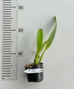 Alternative view of Cattleya Percivaliana Blooming Size