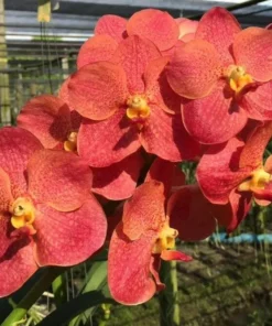 Fuch Sunset × Dr. Anek Blooming Size