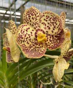 Vanda Yellow Spot 692 Blooming Size