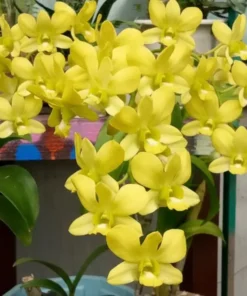 Moon Yellow 23 Seedling