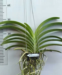 Alternative view of Brighton Sunset x Pine River Blooming Size