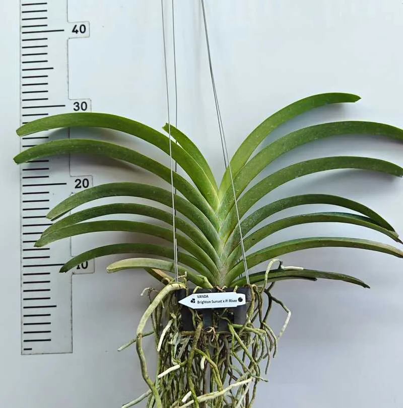 Brighton Sunset x Pine River Blooming Size - Image 2