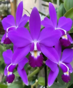 Cattleya Violacea Blooming Size