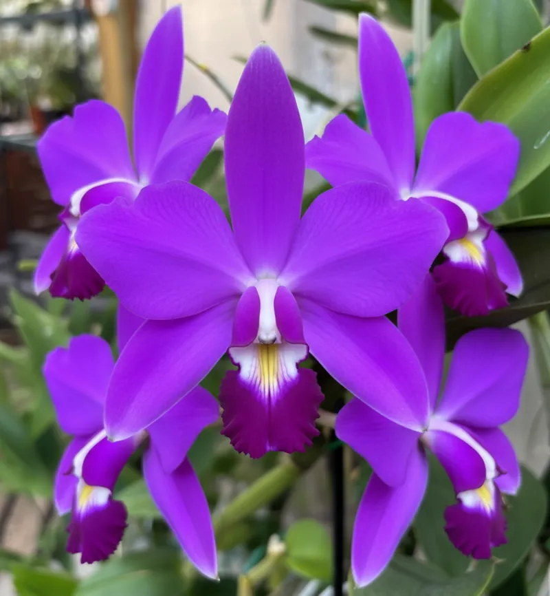 Cattleya Violacea Blooming Size