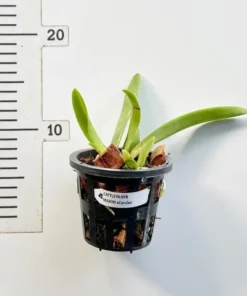 Alternative view of Cattleya Maxima Var. Coerulea Blooming Size