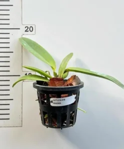 Alternative view of Cattleya Maxima Blooming Size