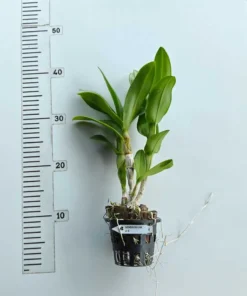 Alternative view of Ready to Flower Size Dendrobium XL 6