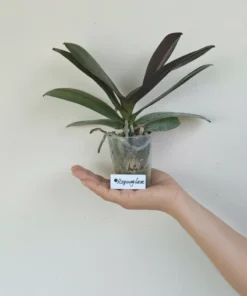 Alternative view of Phalaenopsis Reyoung Lava Blooming Size