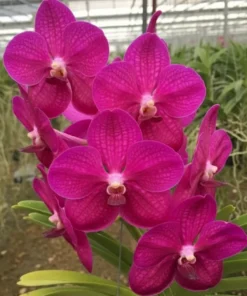 Vanda Pink 79 Blooming Size