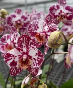 Phalaenopsis Chocolate Blooming Size