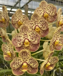 Vanda Yellow Spot 692 Blooming Size