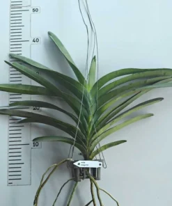 Alternative view of Vanda Orange 421 Blooming Size